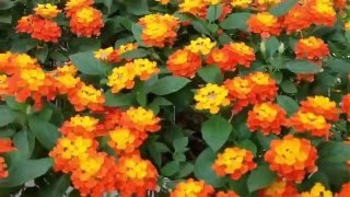 Lantana camara [upl. by Nnanerak]