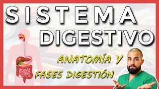 Anatomía del SISTEMA DIGESTIVO Repaso general [upl. by Aid]