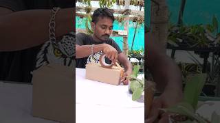 Tolumnia orchid packaging plants video shorts trending viralvideo youtubeshorts subscribe [upl. by Gnehs]