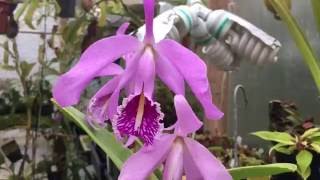 CATTLEYA MAXIMA ORCHID CARE TIPS GROWING IN INORGANIC MEDIA 1080p [upl. by Yvad]