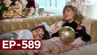 ShajareMamnu  Episode 589  Turkish Drama Forbidden Fruit  Urdu Dubbing18 September 2023 [upl. by Ayeki472]