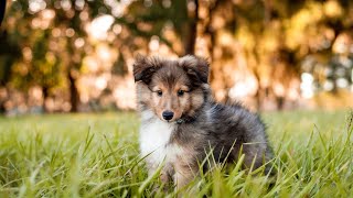 Common Skin Issues in Shetland Sheepdogs and Remedies [upl. by Wilow]