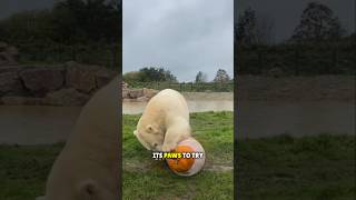 Polar Bears Genius Trick to Get a Pumpkin Out of Ice❤️ [upl. by Mcclimans]