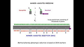 MARKER ASSISTED BREEDING or MAS IN CROP IMPROVEMENT [upl. by Noivax281]