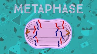 Metaphase Animation [upl. by Hollie]