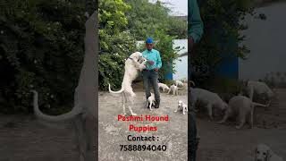 Pashmi Hound Puppies  Pashmi Puppies  Saluki  Indian Dog Breed  Ambajogai 7588894040 [upl. by Gascony]