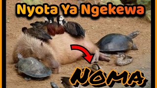 NYOTA ALIYONAYO KIUMBE HUYU NIYA AJABU SANA [upl. by Vada198]