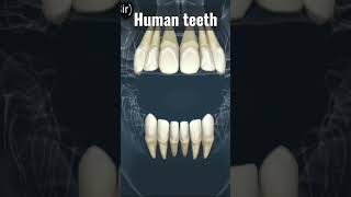 human teethhuman teeth structure and function types of teeth  teeth  teeth viralvideo shorts [upl. by Sevy789]