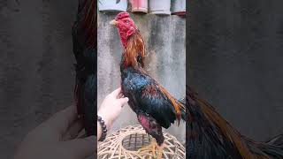 Rooster Collection roostercollection ayam roosterandhen chickenfarm [upl. by Aicenav]