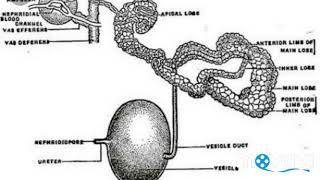 Life cycle of leech hirudinaria in hindi [upl. by Ehcram]