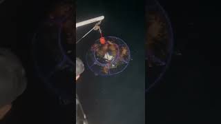 Another net another lobster 🎥 wetwillyfishing [upl. by Cuyler]