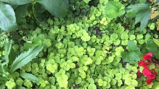 Plant review Creeping Jenny aka Lysimachia for Solution Gardening [upl. by Nuawaj]