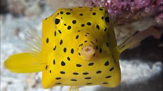 Facts The Boxfish [upl. by Vivl]