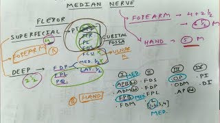 Median Nerve  1  Branches in Forearm Superficial Flexor Muscles and Hand FPB APB OP L [upl. by Ayanet]