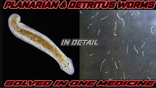 Detritus worm and Planaria worms in fish tank What are they and how to remove them one medicine [upl. by Griggs]