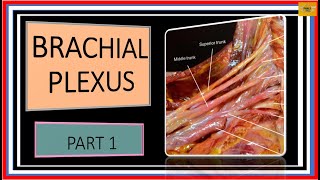 BRACHIAL PLEXUS PART 1 slides [upl. by Ishmul84]