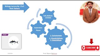 Superclass Pisces Cyclostomata Chondrichthyes Osteichthyes [upl. by Inger]