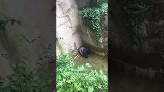 Un enfant tombe dans un enclos de gorilles 😱🦍 [upl. by Salamanca]