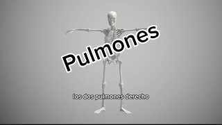 Pulmones [upl. by Desdemona]