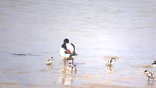 Shelduck and Shelducklings [upl. by Letsirc]