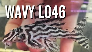 Should You Buy L046 Zebra Plecos with Wavy Lines [upl. by O'Hara46]