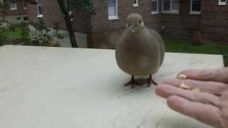 How I Did Domesticate a Mourning Dove in Few MinutesHD [upl. by Otanutrof]