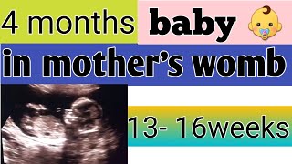 4 months baby development in womb  13 16 weeks pregnant [upl. by Jim501]