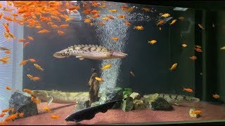 【CO181226】ブラックゴースト・エンドリケリー他 混泳 Black Ghost Knifefish  Polypterus endlicheri [upl. by Princess]