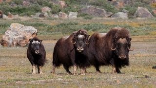 Wild Greenland  home of musk oxen and arctic char [upl. by Beesley]