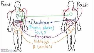 Abdominal Dermatomes and Referred Pain [upl. by Brittney]