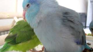 Baby Parrotlets learn to eat veggies amp drink water  5 weeks old [upl. by Orsola]