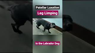 Leg Limping due to Patella Luxation in Labrador Dog [upl. by Jobey]