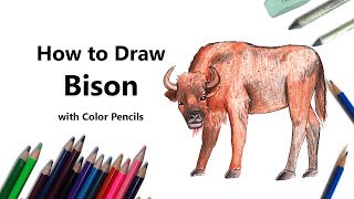 How to Draw a Bison with Color Pencils Time Lapse [upl. by Etoile]