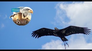 The Falconers Quest Highlights [upl. by Fiorenze274]