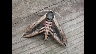 Privet Hawk moth  the UKs largest native moth [upl. by Lekcar656]