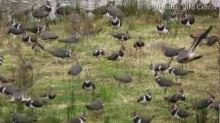 Urdaibai Bird Center  Vanellus vanellus [upl. by Abram]