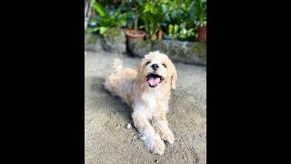 So pogie😘 viralshorts viralvideo shihtzu furbabies [upl. by Farmer]