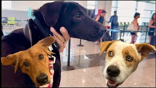 3 Shelter dogs Bumpy Freedom Flight to Canada [upl. by Downs]