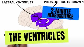 2Minute Neuroscience The Ventricles [upl. by Gerald151]