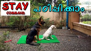 How to Teach your Dog to Stay  MALAYALAM   കാത്തിരിക്കാന്‍ പഠിപ്പിക്കാം  LABRADOR TRAINING [upl. by Tigges]