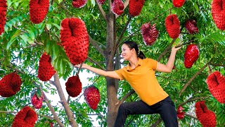 Harvesting Giant Red Soursop Fruits goes to the market sell Growing fruit trees  Harvest DailyLife [upl. by Tavey883]