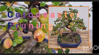 setting this little cotoneaster bonsai for the future but keeping the colours [upl. by Lorollas]