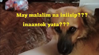 EPISODE17 Kagigising lang ng aking alaga at parang inaantok na Naman mukhang may dinaramdam din [upl. by Tnaryb524]