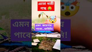 এতো দামী গাছ এমন জায়গায় পেলাম🤯🤑planthuntflowerplants freehibiscusplantsforbeginnersgardening [upl. by Dnaltruoc]