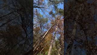 Video of Shady Grove Campground GA from Hanna P [upl. by Yhtomit]