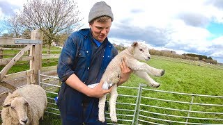 BABY LAMBS TAILS AND NUTS HOW TO DO IT [upl. by Otsirc]