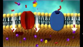 Membrane Transportm4v [upl. by Yromem]