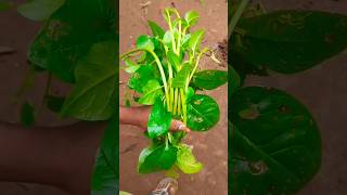 Harvesting spinachs farming indian shortsvideo music 2024 [upl. by Yorke]