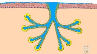 Salivary Glands histology [upl. by Avonasac]