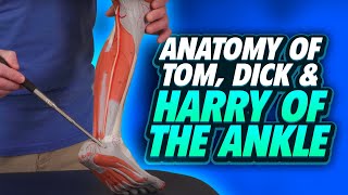 Anatomy of Tom Dick amp Harry of the Ankle  Foot Complex [upl. by Atsillak]